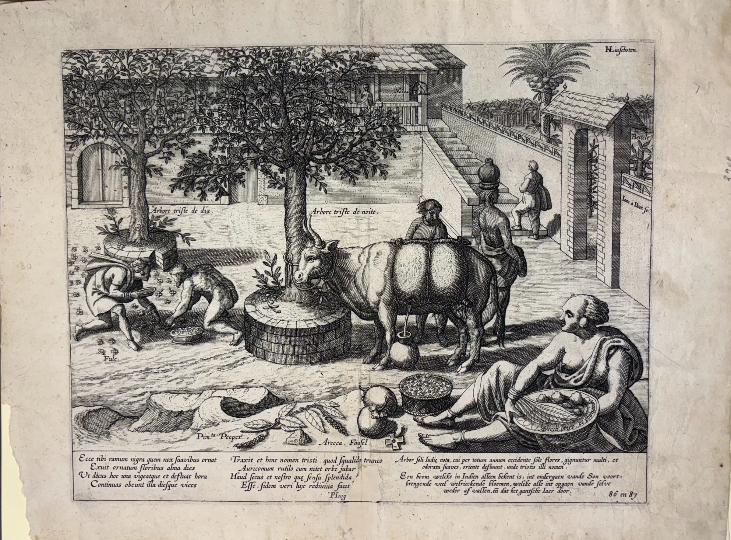 Botanical and Ethnographic Scene depicting the Arbore Triste and Betel Production in Goa