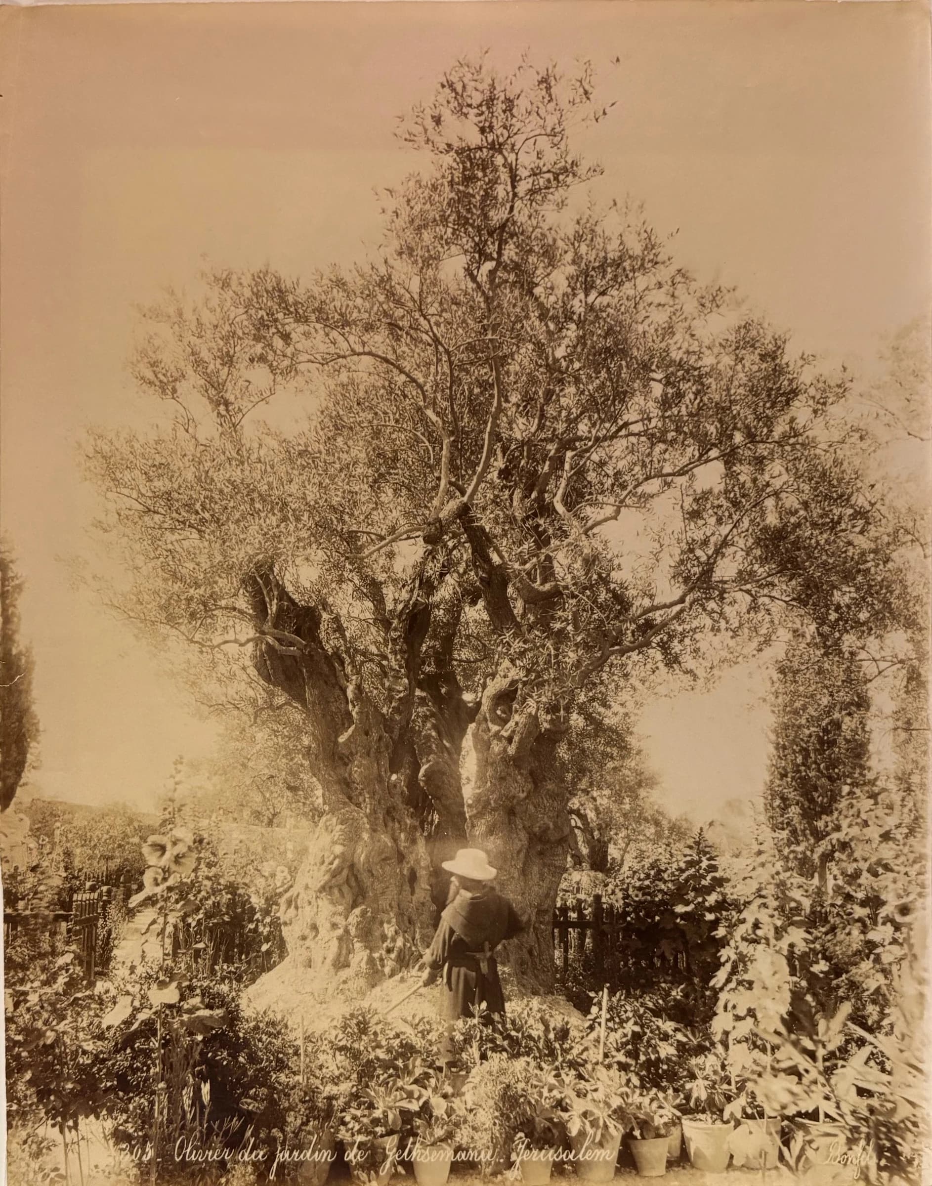 305 - Olivier du jardin de Gethsemané, Jérusalem
