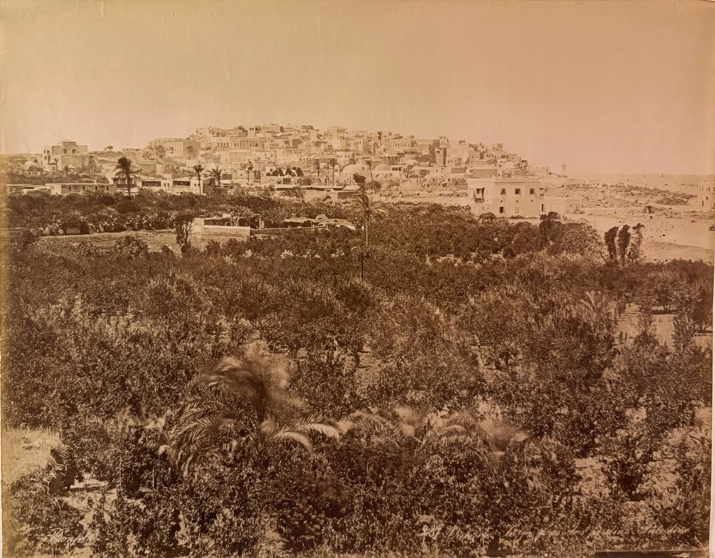 Jaffa. Vue prise des jardins (Palestine) [No. 239]