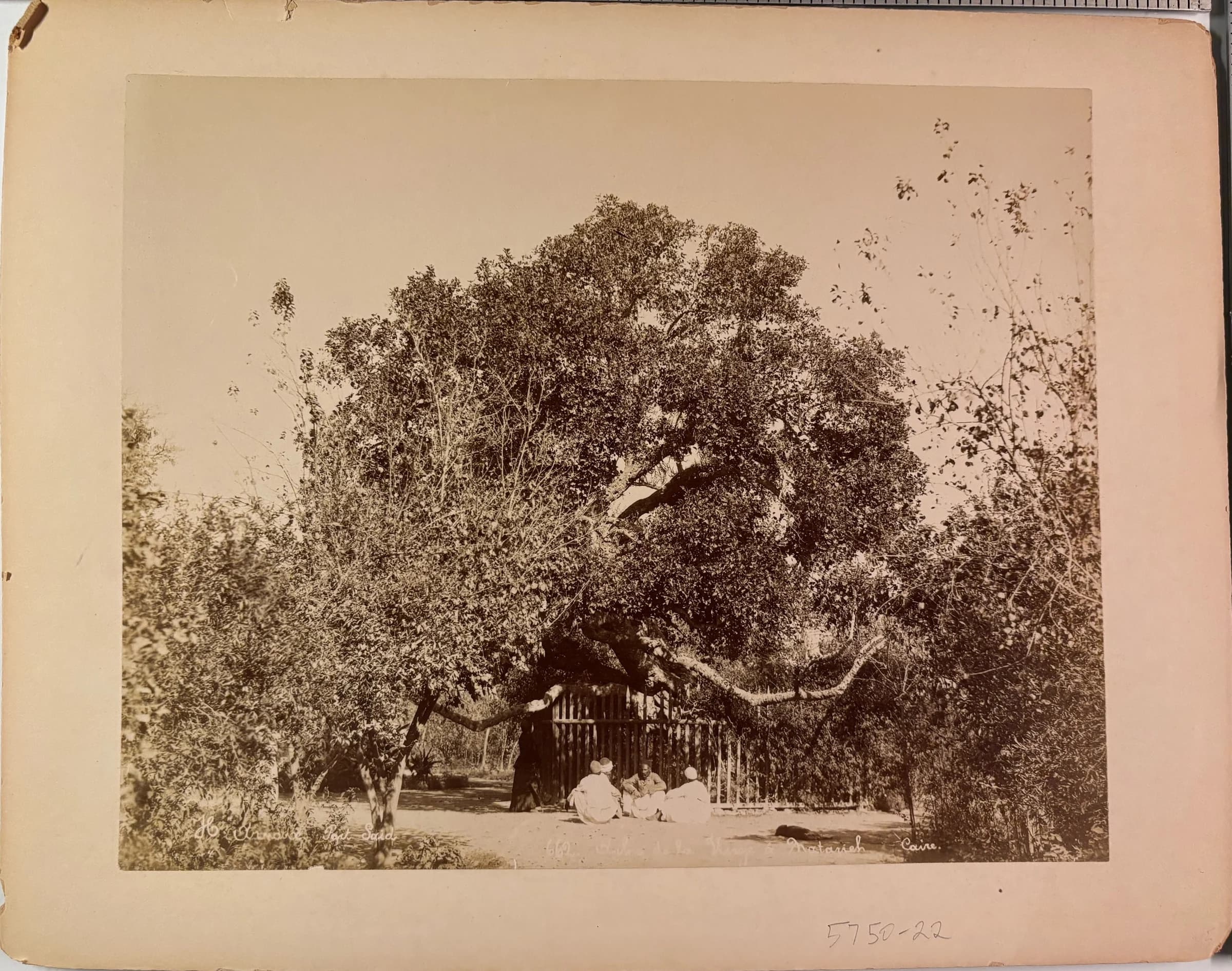 L'Arbre de la Vierge à Matarieh - Caire (The Virgin's Tree at Matarieh, Cairo)